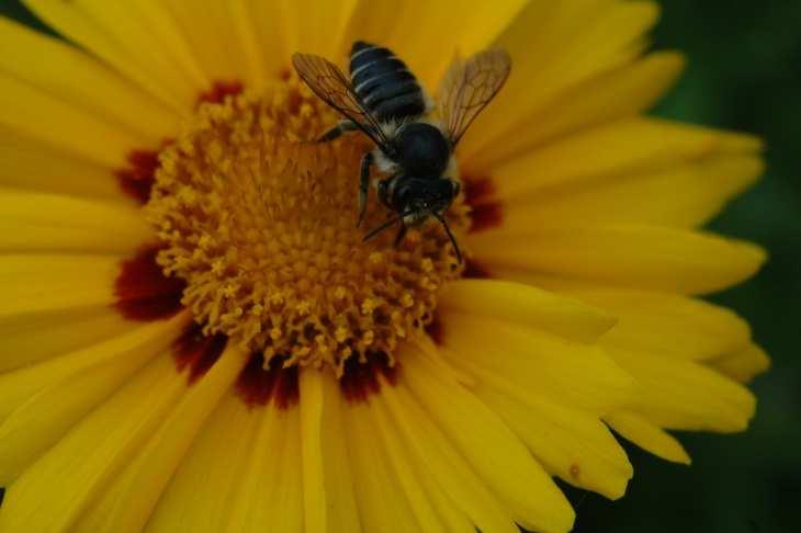 Osmia bicornis,