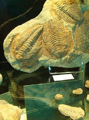 Aan de hand van fossielen reis je terug in de tijd en kom je meer te weten over de voorouders van de levensvormen die we vandaag kennen. Je vindt hier onder meer voorwerpen van maar liefst 100.
