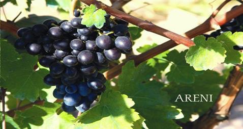 Druivenrassen Rode wijn - Areni Noir = Areni is een dorp in in Ararat Valley - gekenschetst als een 'kruising tussen Pinot Noir en Sangiovese - geruchten: voorouder van Pinot Noir - Kakhet = hangend