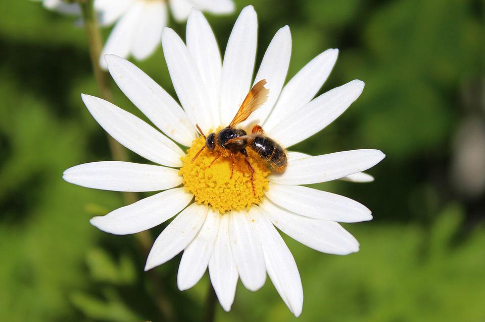 BIJENZWERM IN JE TUIN? Je komt je tuin in en ziet plotseling een tros bijen aan een struik hangen.