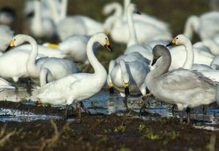 Systematische lijst Knobbelzwaan Cygnus olor Broedgegevens: broedend. Tijdens de hoogwater- en ganzen- en zwanentellingen werd de soort in alle maanden gezien.