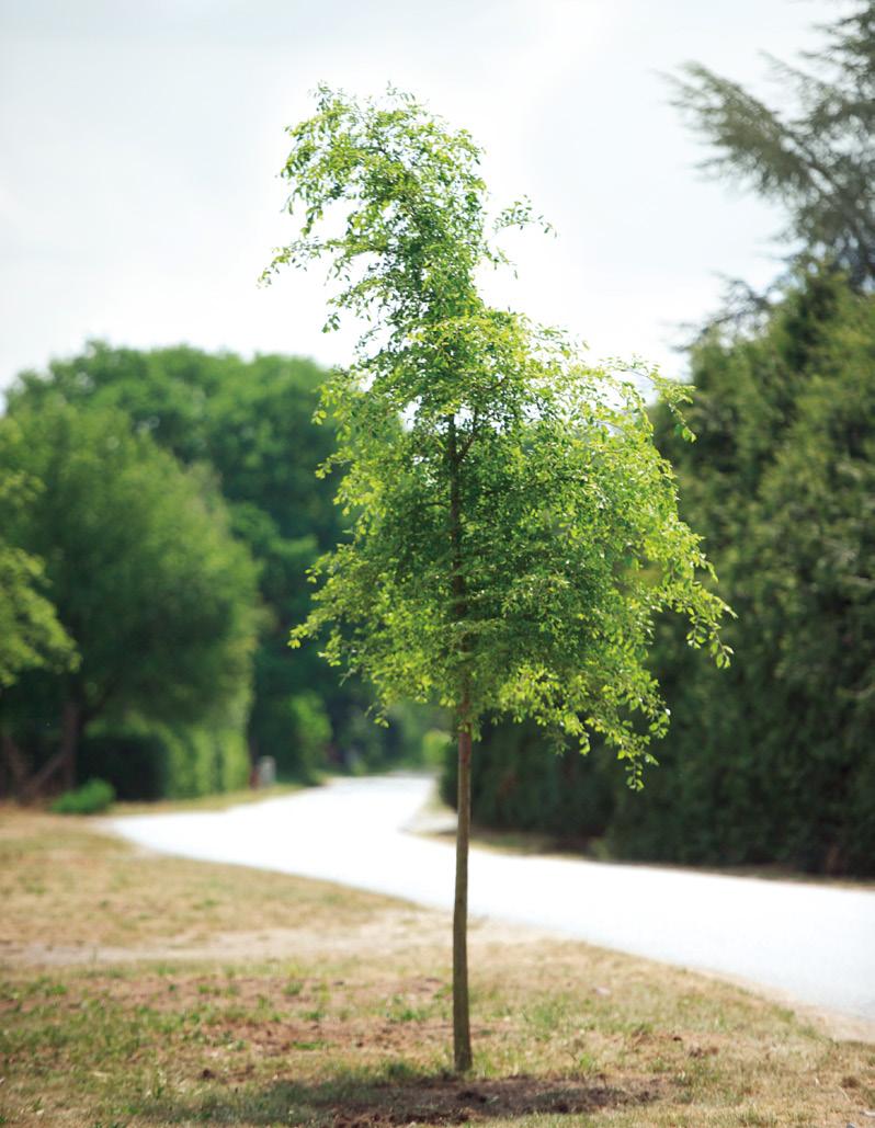 ULMUS Rebella Vicq,