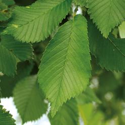 ULMUS Fiorente is een kruising tussen de ULMUS pumila en de ULMUS minor uit het kweekprogramma van Prof. Lorenzo Mittempergher en Dr. Alberto Santini, C.N.R. Florence (Italië).