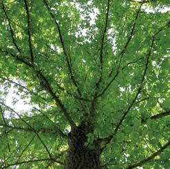 De schors is bij jonge bomen licht-zilverig grijsgroen, krijgt dan de voor olmen typische lengtegroeven en evolueert naar roodbruin.