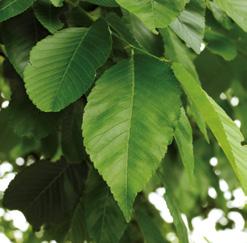 De dichte, zeer gezonde en frisgroene bladerdracht geeft de boom een hoge esthetische waarde. De schors is lichtgrijs/bruin met een rode schijn.