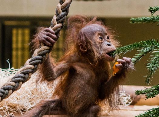 van Pairi Daiza over naar de 6de versnelling.