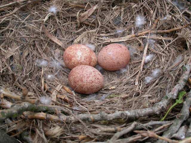 Boomvalk Falco subbuteo In 2006 zijn er slechts 19 broedparen opgespoord, waarvan in 11 gevallen ook het nest.