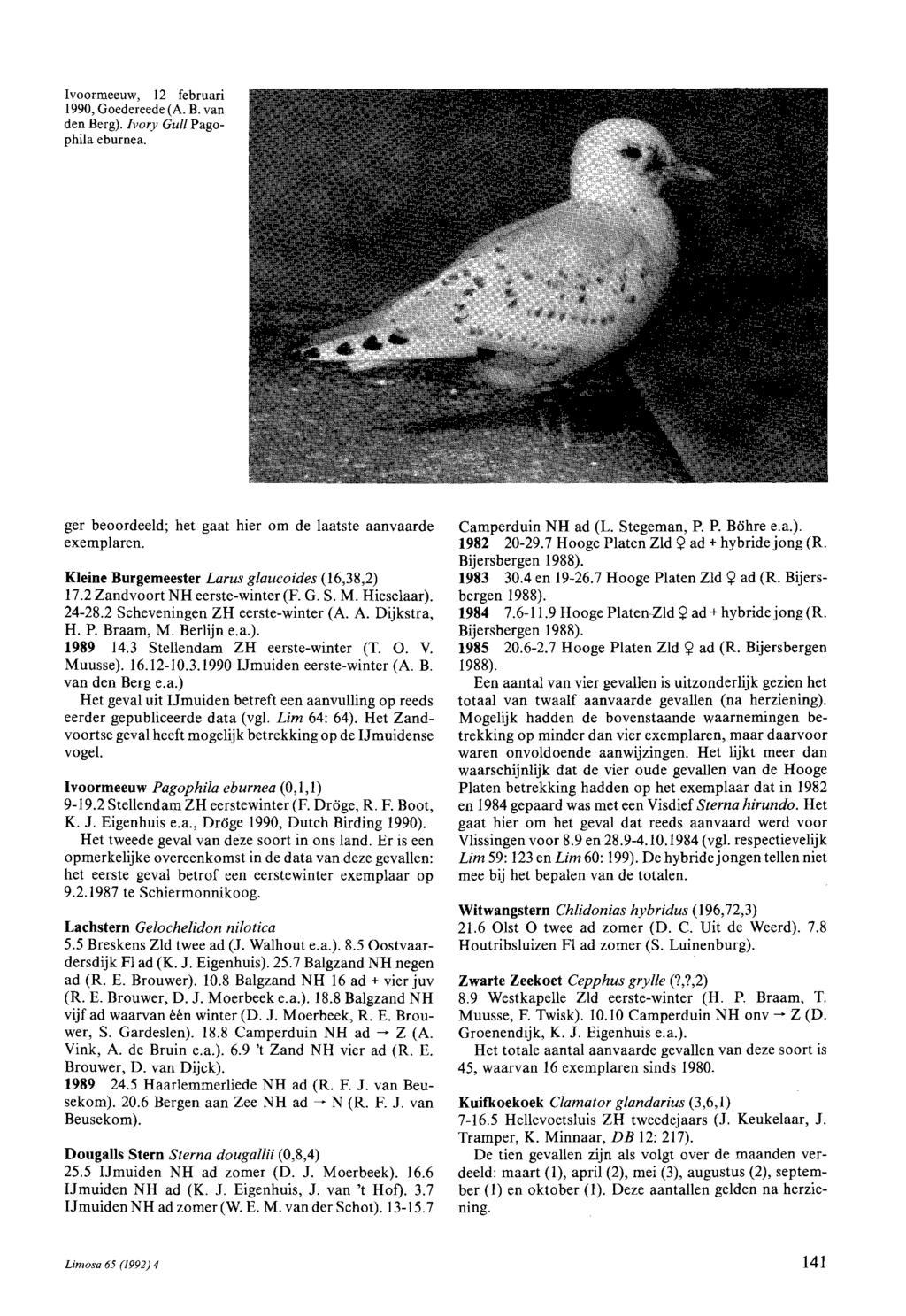 lvoormeeuw, 12 februari 1990, Goedereede (A. B. van den Berg). Ivory Gull Pagophi1a eburnea. ger beoordeeld; het gaat hier om de laatste aanvaarde exemplaren.
