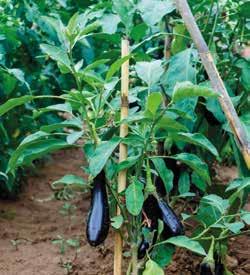 Aubergine TROEVEN Aubergine is gemakkelijk te telen en is dé zomergroente bij uitstek. Aubergine gedijt goed op balkons en terrassen en in de moestuin, en brengt smaak en zon op tafel.