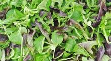 Rucola speciaal babyleaf - 100g 558977