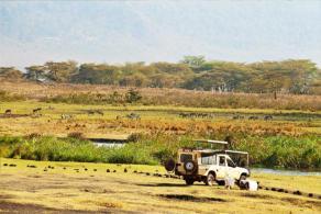 Visite au cratère fameuse de Ngorongoro Karatu qui permet d approcher les meutes de lions, buffles ou