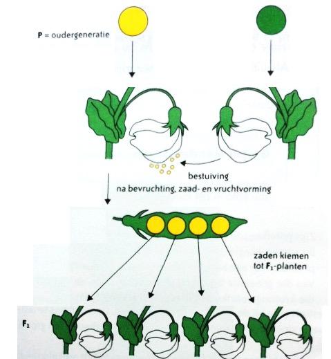 erwtenplanten o Kenmerken zĳn gemakkelĳk waar te nemen o Groot # nageslacht o Van nature aan zelfbestuiving o Kruisbestuiving mogelĳk o Korte regeneratietĳd o Makkelĳk te kweken o Goed