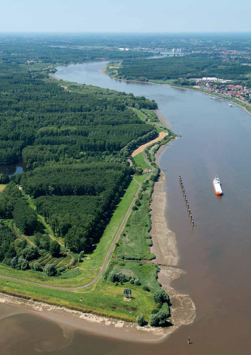 CLUSTER BORNEM Met de wortels in het water Achter de Scheldedijk in Bornem ligt een verzonken landschap van populieren, dicht struikgewas en beekjes.