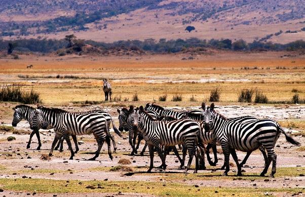 De spectaculaire jaarlijkse trek van de gnoes en de zebra's verloopt in een grote cirkel, waarbij ook de Masai Mara in Kenia wordt betrokken.