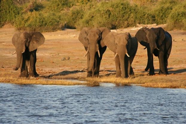 In dit grensgebied wemelt het van de olifanten, getuige de vele bruine vlekken op de weg. We slaan onze tenten op op loopafstand van de beroemde watervallen.