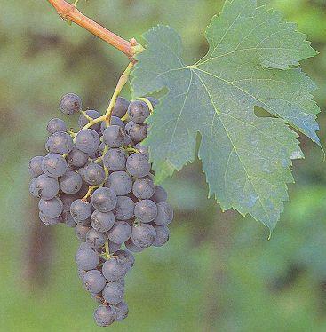 Merlot Blauwe druif droog, rosé en rood Kenmerken: In zijn jeugd veel bessen.