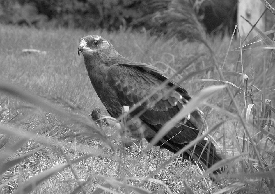 162 Skor, nr. 4, 2010 Veel van de dagmarsen op Groenland worden beschreven.