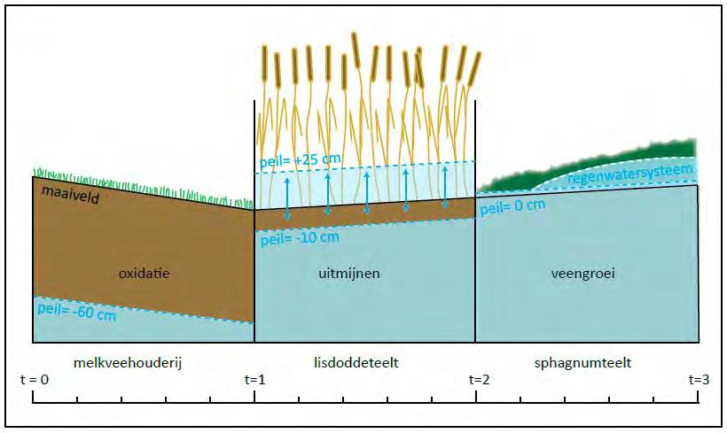 Paludicultuur / natte teelt