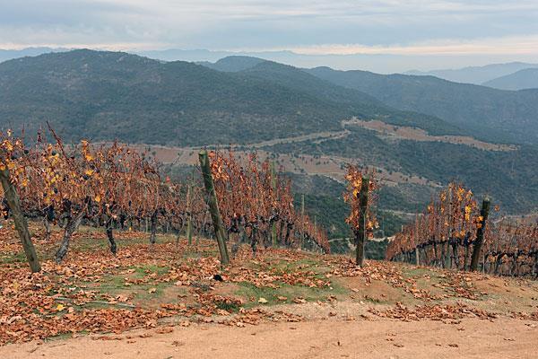 Leyda - Marea de Leyda Estate (160 ha) Maule - Las Rosas Estate (400 ha) LFE900 mountain wijngaarden Luis Felipe Edwards begon 8 jaar geleden met een project, waarbij na grondige bodemen