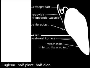 Bacteriën kunnen allerlei stoffen in hun celwand hebben. Cellen van planten en dieren behoren beiden tot de eukaryoten. Eukaryoten hebben een kern met DNA en een kernmembraan.