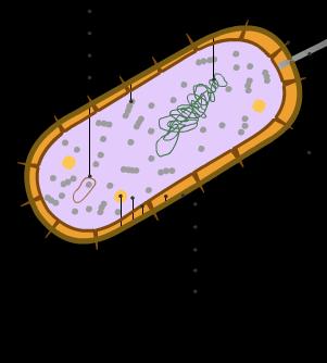 De stevigheid van de celwand ontstaat door de aanwezigheid van eiwit-suiker-moleculen (peptidoglycaan) die een stevig netwerk vormen.