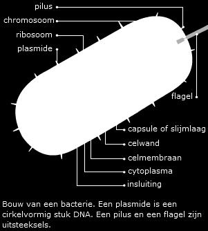 Zo verstoort het antibioticum penicilline de opbouw van de bacteriële celwand; de cellen van de mens hebben er geen last van, doordat ze geen celwand hebben. 2.