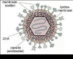 Misschien zijn virussen wel een vroege levensvorm of zijn het losgeraakte fragmenten van cellen? Gevaarlijk zijn virussen in ieder geval wel.