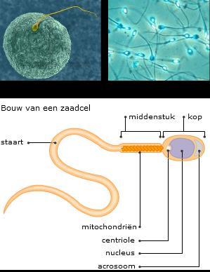 het oppervlak van de cel. Het is dus belangrijk om vorm en functie samen te bestuderen. 1 Bouw en functie 1.