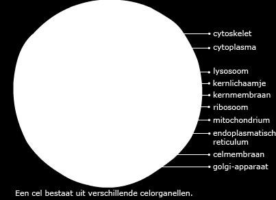 2 Celorganellen Pas de laatste tientallen jaren kunnen de verschillende celorganellen goed bestudeerd worden met nauwkeurige instrumenten. De cel blijkt ingewikkeld in elkaar te zitten.