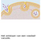 Volgroeide plantencellen hebben een grote centrale vacuole.