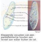 Sommige eencelligen hebben kloppende vacuolen waarmee water de cel uit kan worden gepest. 2.