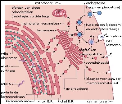 Het glad-er draagt weinig tot geen ribosomen. De hoofdfunctie van het ER is het transport van stoffen binnen de cel. 2.