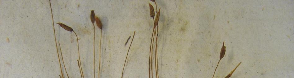 Figuur 1. Ditrichum pallidum in het mossencahier van Franquinet te Maastricht (vel 61). Foto: Henk Siebel.
