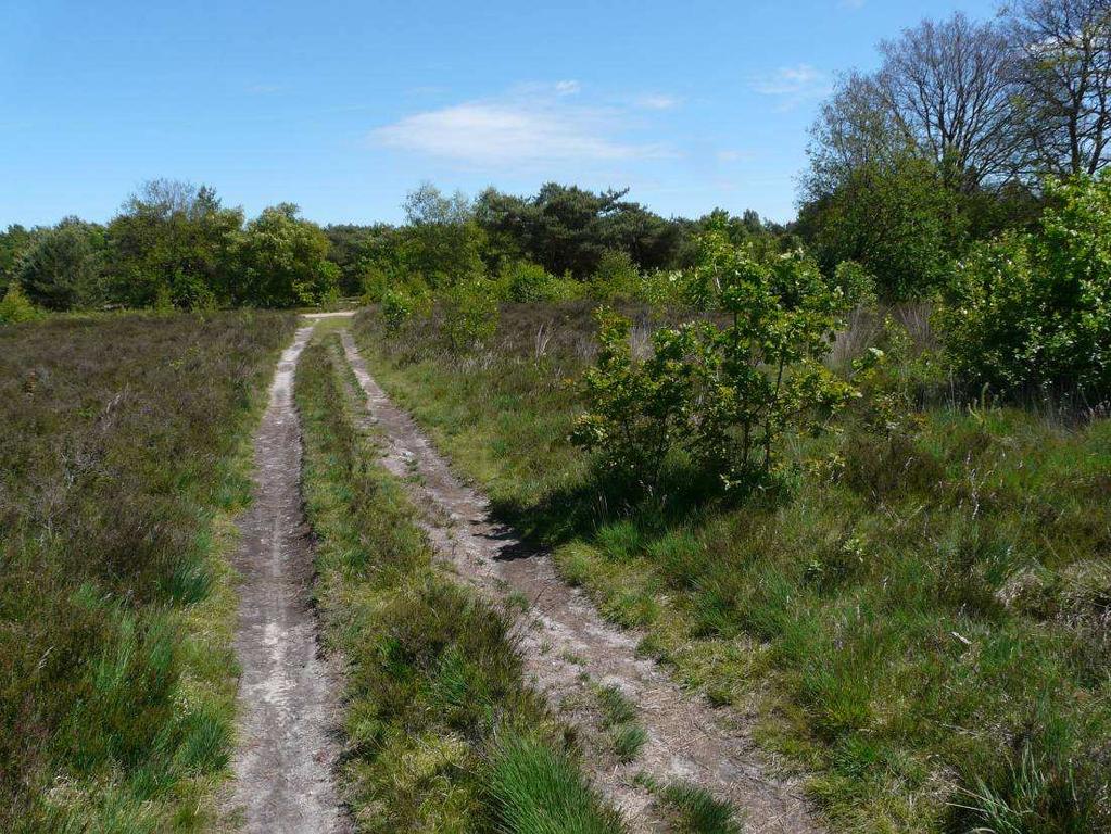 Formica 2009 Natuurwaarden Baelhuizen Boom- en struikopsla Er komt op Baelhuizen zowel opsla voor in het (met name aan de randen en lans minder kroondichte delen) als op de heide.