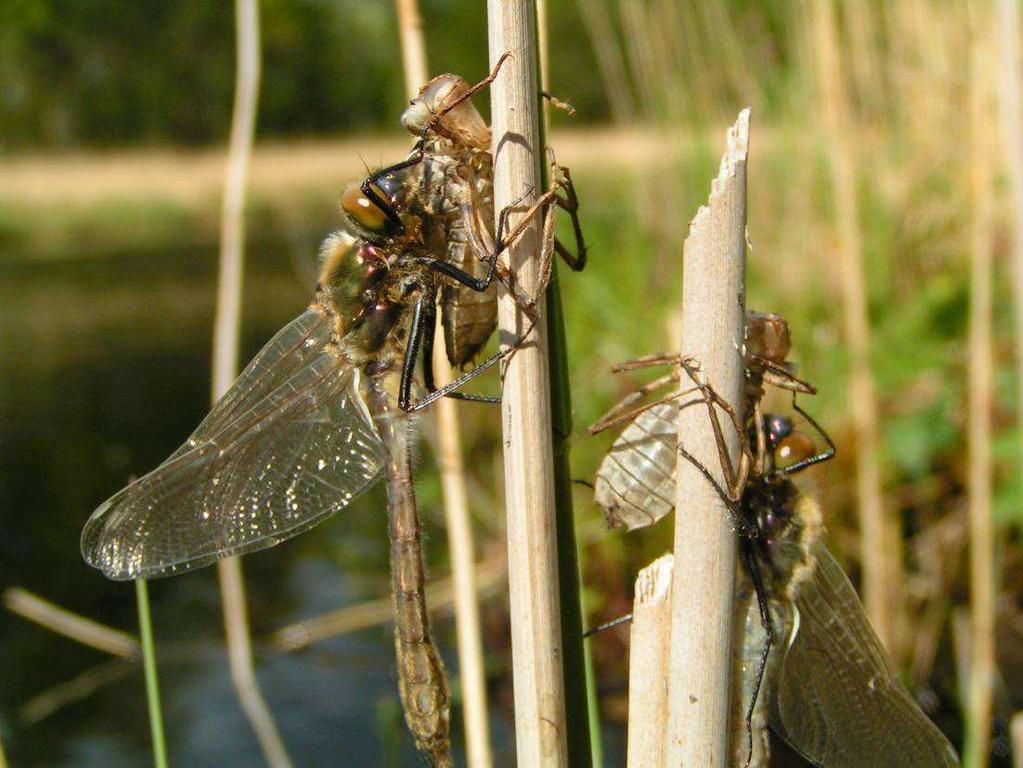 Natuurwaarden Baelhuizen Formica 2009 esultaten In totaal werden er 15 libellensoorten aanetroffen. Slechts een beperkt aantal (7) soorten ant zich ook daadwerkelijk voort op Baelhuizen.