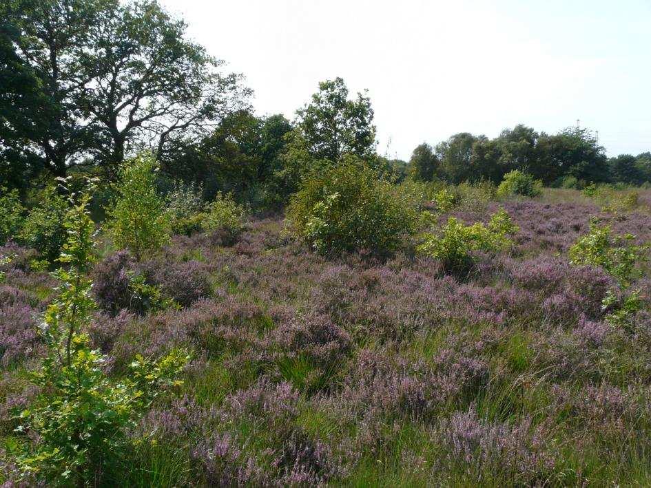 Conclusies Positieve effecten van handhaven militair ebruik 1. Instandhoudin variatie op kleine schaal 2. Instandhoudin huidie biodiversiteit insecten Neatieve effecten militair ebruik: 1.