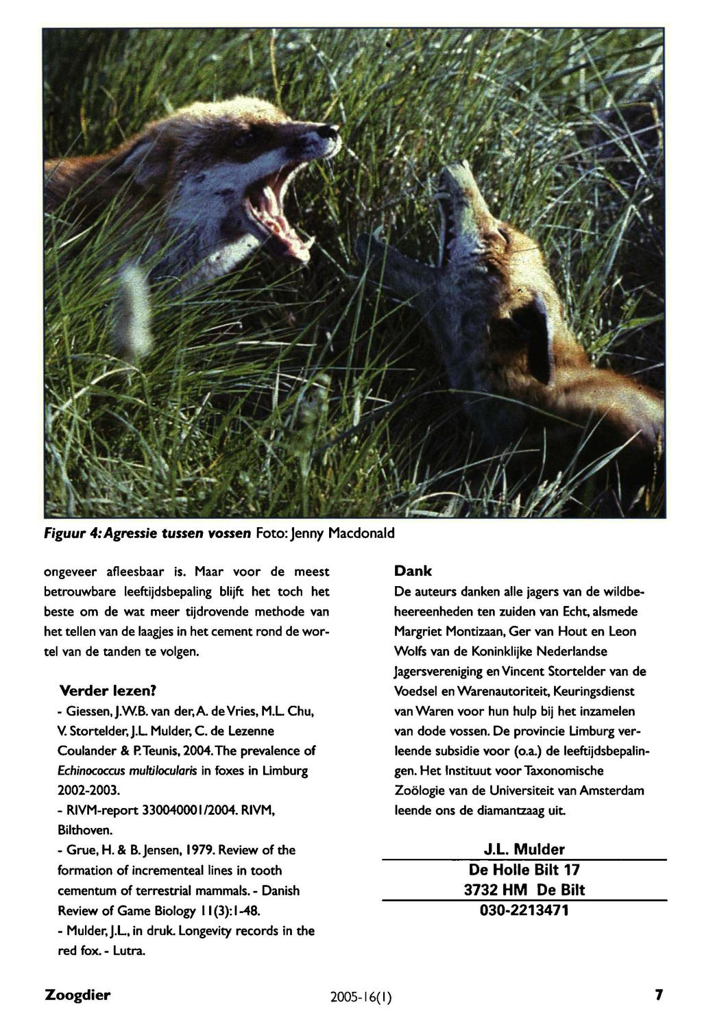 Giessen, Grue, Mulder, Figuur 4: Agressie tussen vossen Foto: Jenny Macdonald ongeveer afleesbaar is.