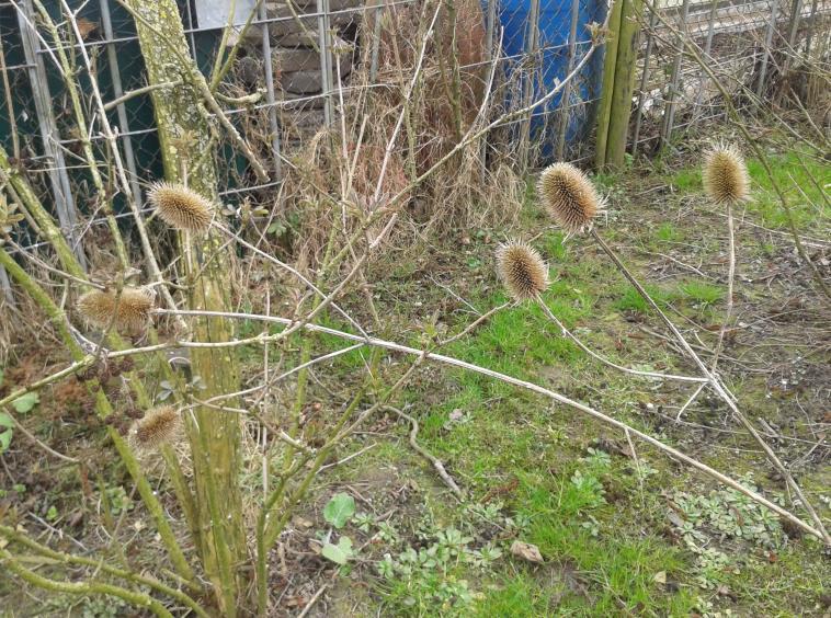 Quickscan flora en fauna i.h.k.v. de bouw van een nieuwe woning aan de Noordendijk te Dordrecht verblijfplaats, namelijk de Huismus (Passer domesticus).