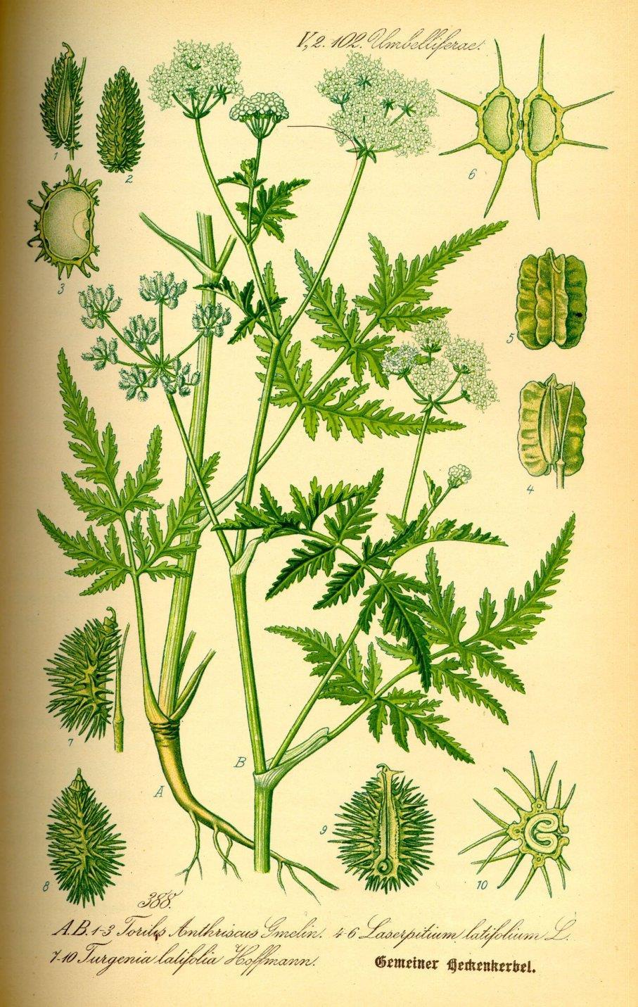 Heggendoornzaad - Torilis japonica Bron: Flora von Deutschland,