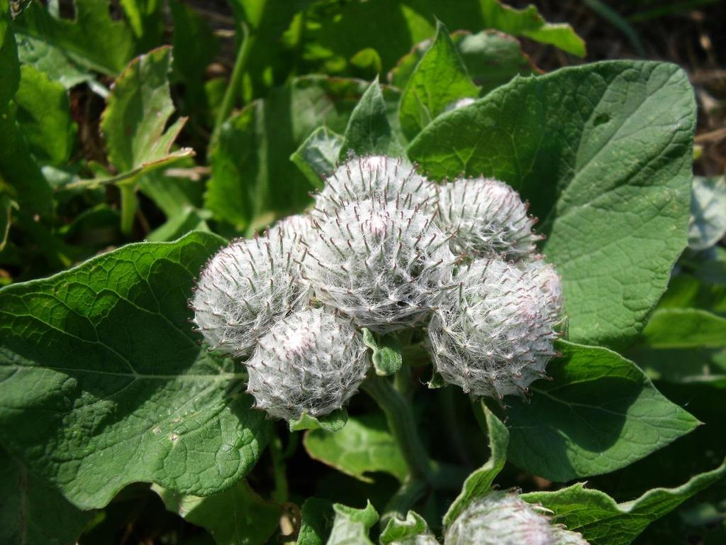 Johan van der Hoek liet de donzige klit zien, die hij in zijn tuin heeft staan. Een prachtige plant, hier nog net niet in bloei.