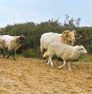 Coevorden en Groningen. Op de zandgrond volgden de reizigers elkaars spoor, net zolang totdat deze tot de wielassen was uitgesleten. Dan ging men iets opzij.