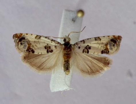 2.2 Vlinders (Lepidoptera) (Frans Groenen en Lothar Rutten) 2.2.1 inleiding Het Dommeldal is in 2015 zestien keer bezocht.