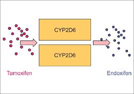 Behandeling: Specifieke aandachtspunten Gebruik Tamoxifen 3,8,9 Interactie via Cyp450 (remming