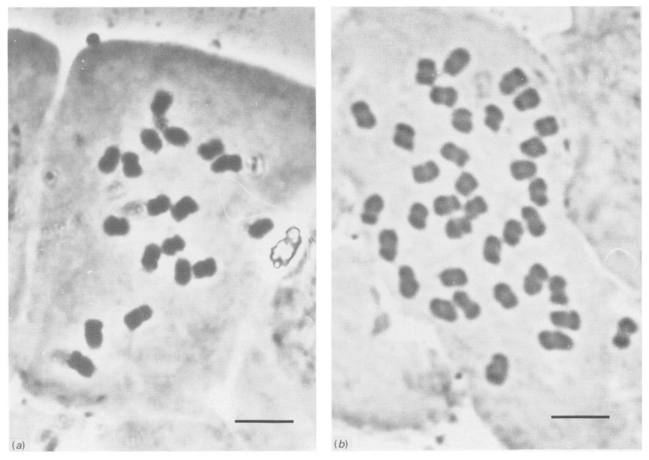 Chromosoomrassen in Parnassia onderzoek Gadella & Kliphuis (1968): in NL twee chromosoomrassen ploïdieniveaus)