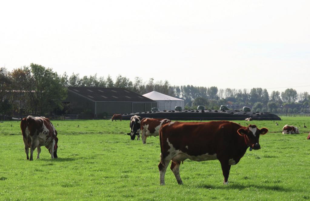 Agrarisch natuurbeheer Bijna 90 procent van de boeren in de Amstel, Gooi & Vechtstreek doet aan agrarisch natuur- en landschapsbeheer : ze beschermen de weidevogels door later te maaien, het