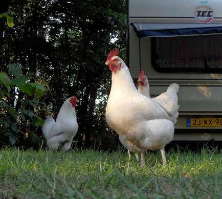 mits de kwaliteiten van het landschap gewaarborgd zijn; Uitbreiding van bestaande agrarische