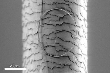 Nanofotonische draad op een haar