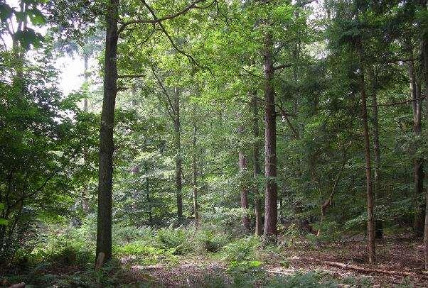 Een typisch gemengd bos dat aan de basis