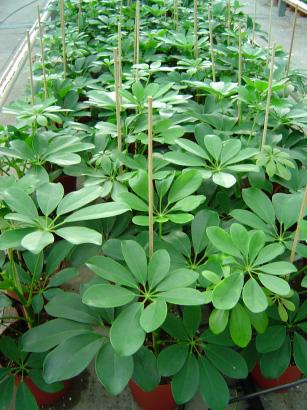 9 2.3 Teeltsysteem Als modelgewassen voor het onderzoek werden een viertal potplanten gekozen: Potchrysant Danielson,