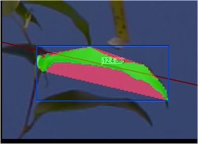 In Figuur 13 is zo een object in het groen weergegeven. 4. Van dit object wordt een aantal parameters (zie voor een omschrijving van alle beeldanalyseparameters de bijlage) berekend, zoals: a.